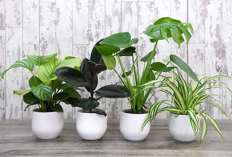 Emerald Oasis Plant Collection