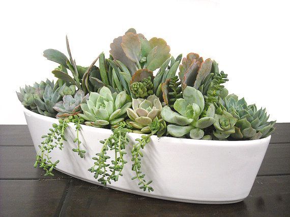 Zen Garden Succulent Collection